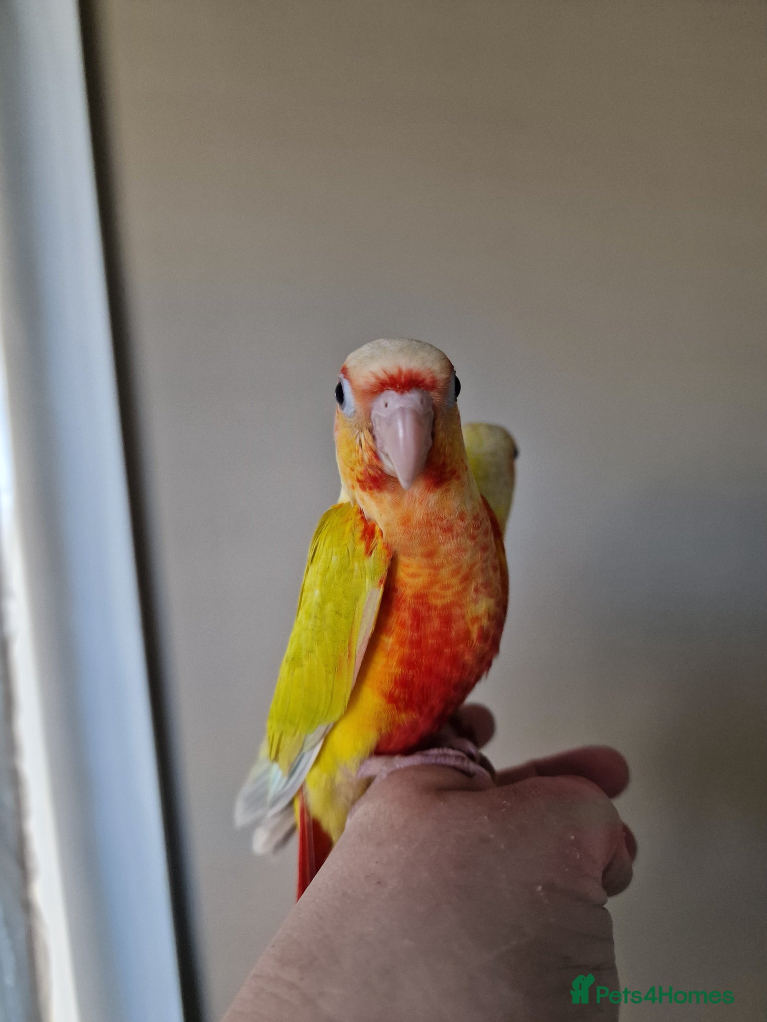 Conures birds Super adorable fully hand reared baby conures  - Advert 9
