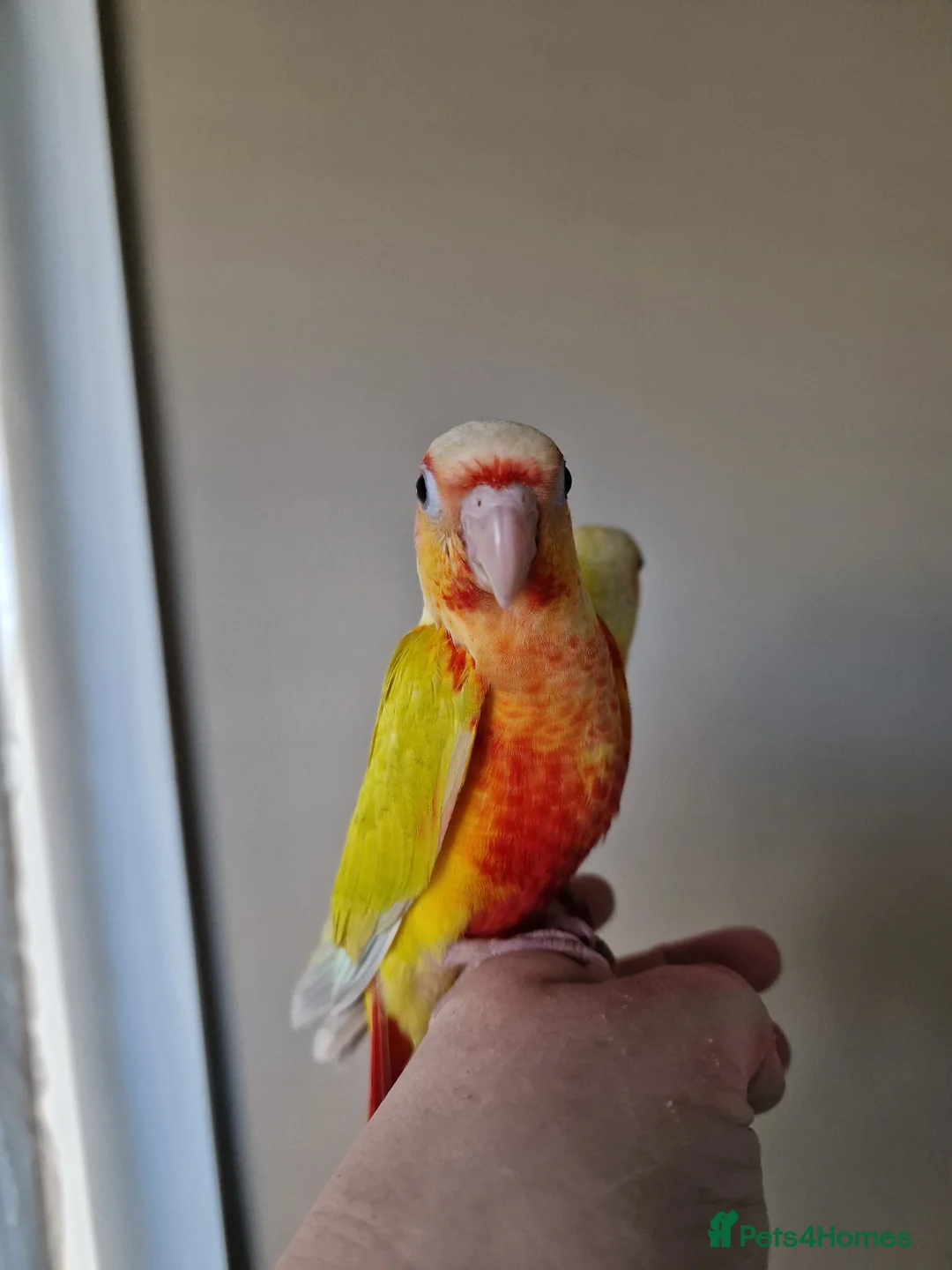 Conures birds for sale: Super adorable fully hand reared baby conures  - Advert 2