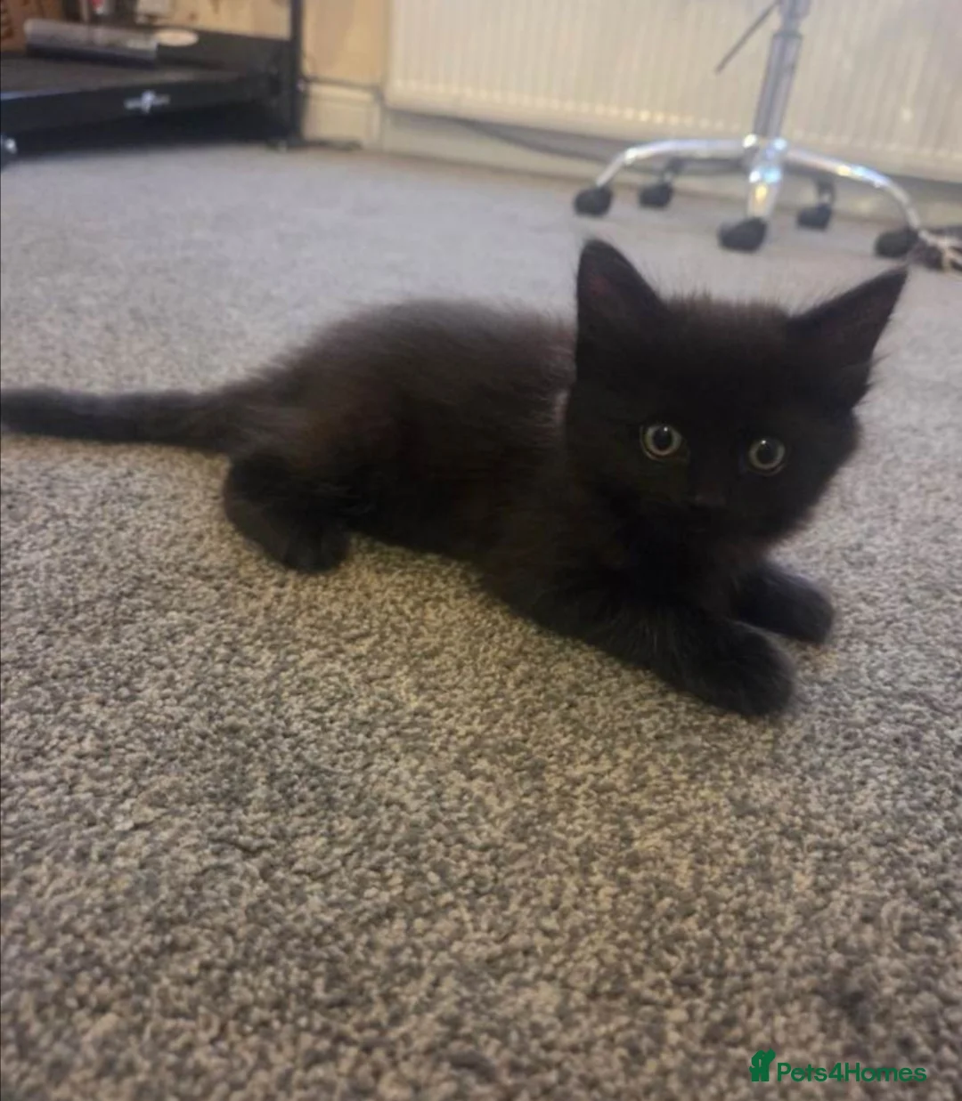 Mixed Breed cats for sale: Last 2 9 week old kittens  in Bourne - Advert 2