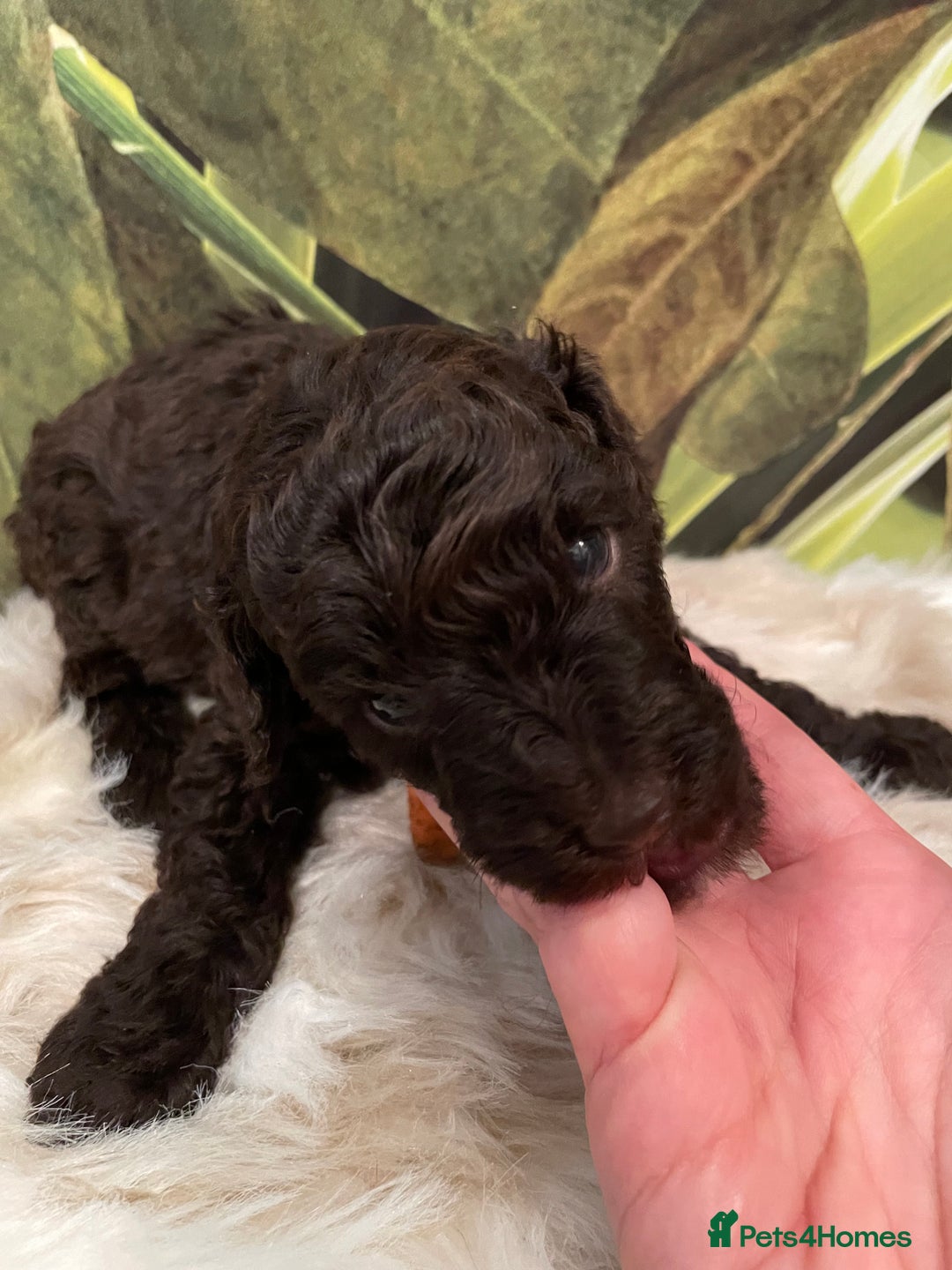 Miniature Poodle dogs for sale: Brown Poodle Puppies Ready Now. Chipped & Checked - Advert 12