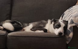 Border Collie dogs for sale: Border collie blue murle for sale - Image 3