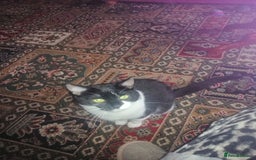 British Shorthair cats for sale: White and black female and male cats - Image 25