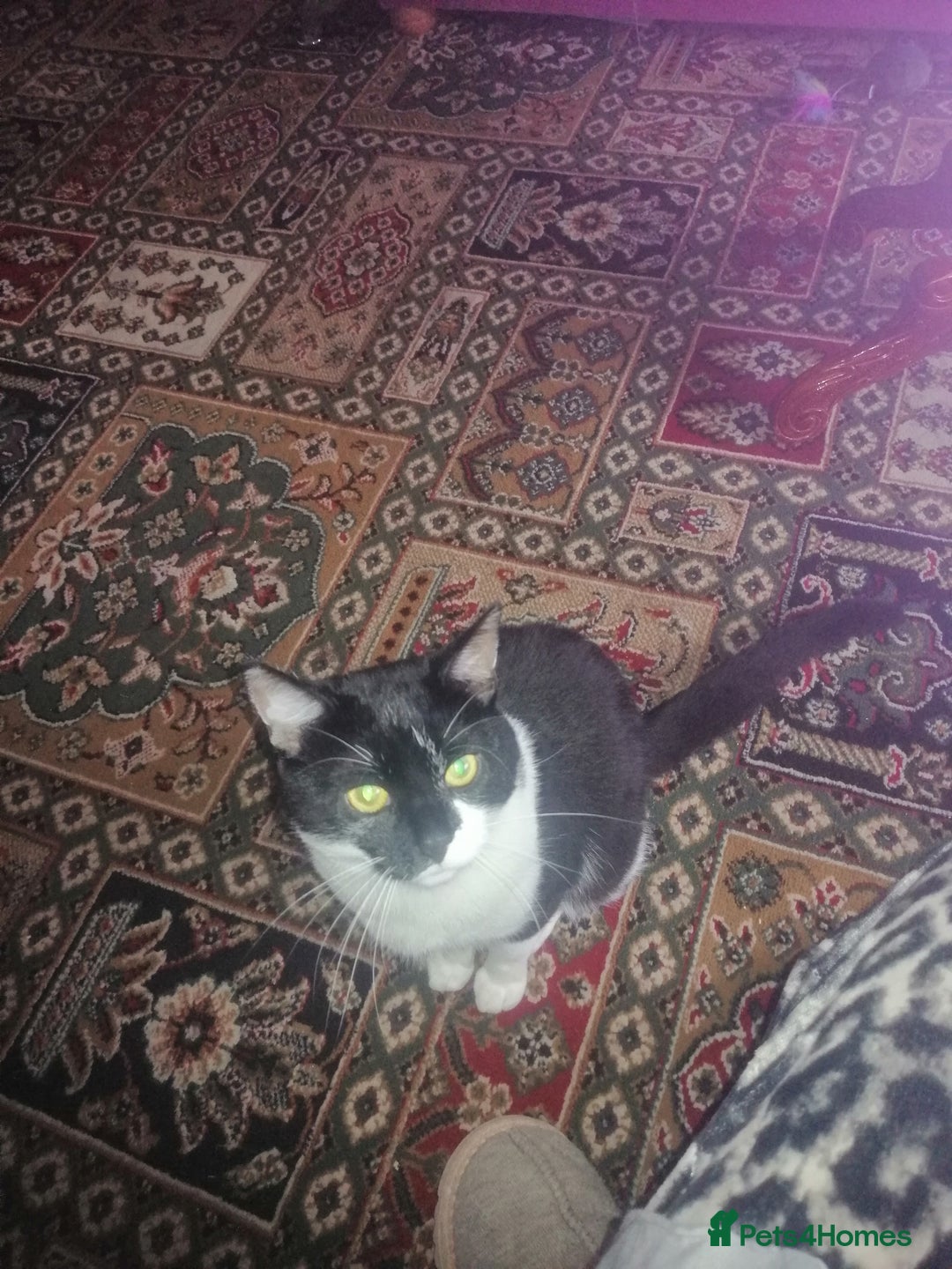 British Shorthair cats for sale: White and black female and male cats - Image 25