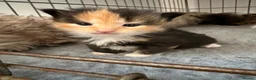 Maine Coon cats for sale: Maine Coon cross domestic shorthair kittens - Advert 6