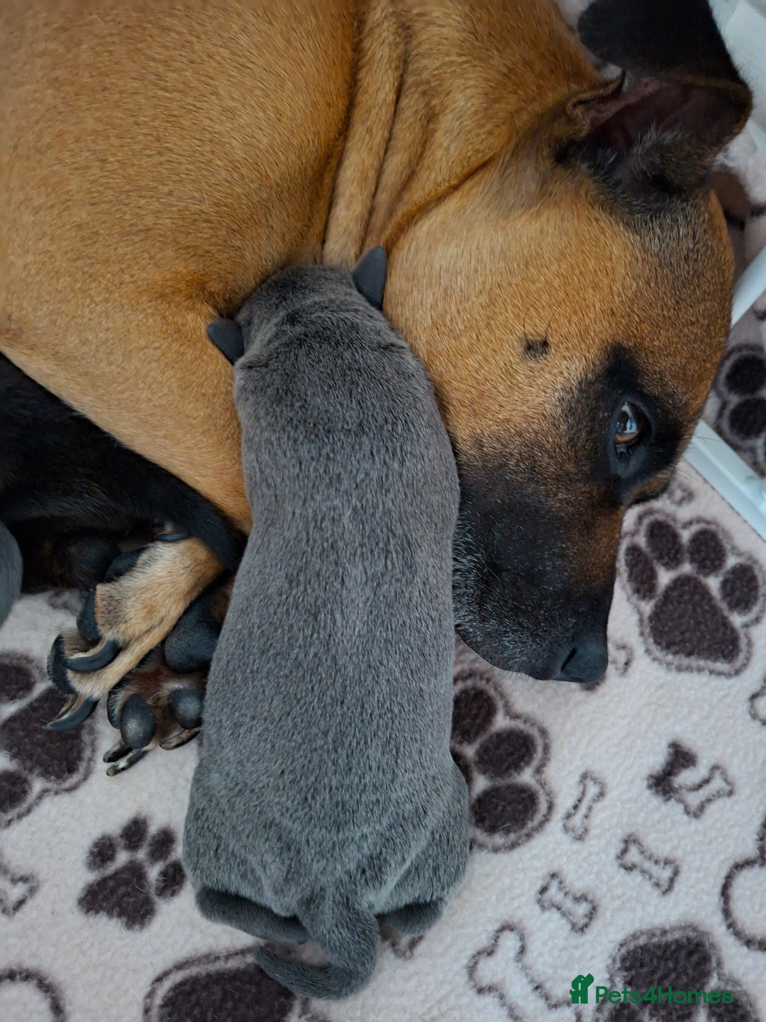 Staffordshire Bull Terrier dogs for sale: Staffy pups ready 26th august 2 brindle 3 blue - Image 30