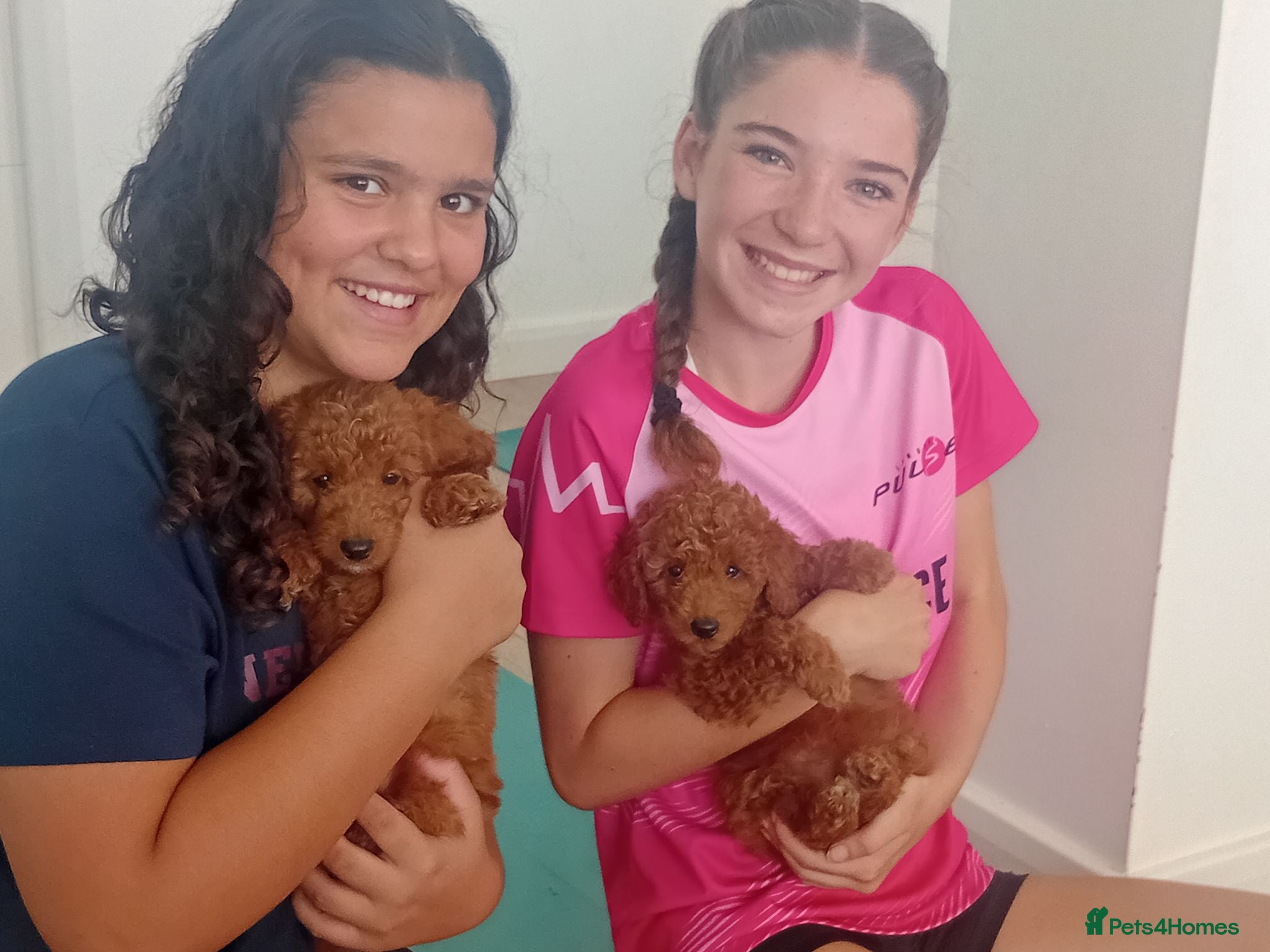 Mixed Breed dogs Mini poodles - Advert 2