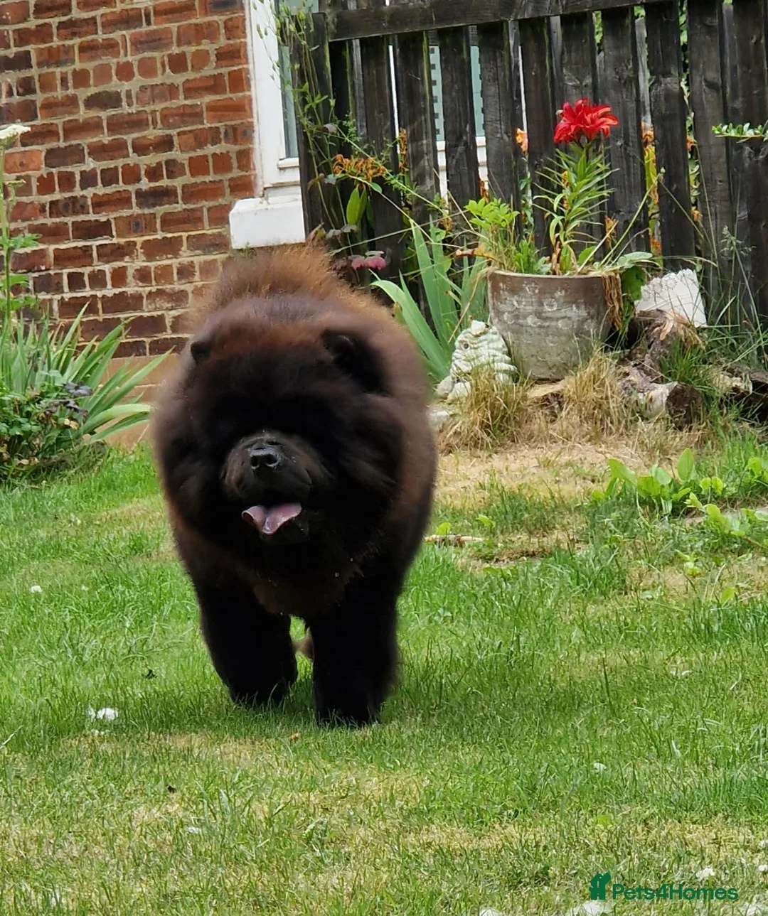 Chow Chow dogs for stud: Now at stud, proven, kc reg in Wingate - Advert 2