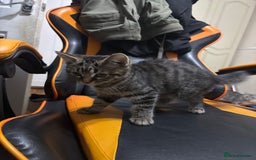 Mixed Breed cats for sale: Tabby female Cat / Persian mix - Image 6
