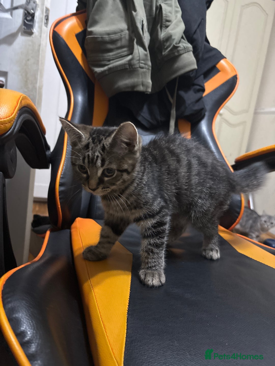 Mixed Breed cats for sale: Tabby female Cat / Persian mix - Image 6