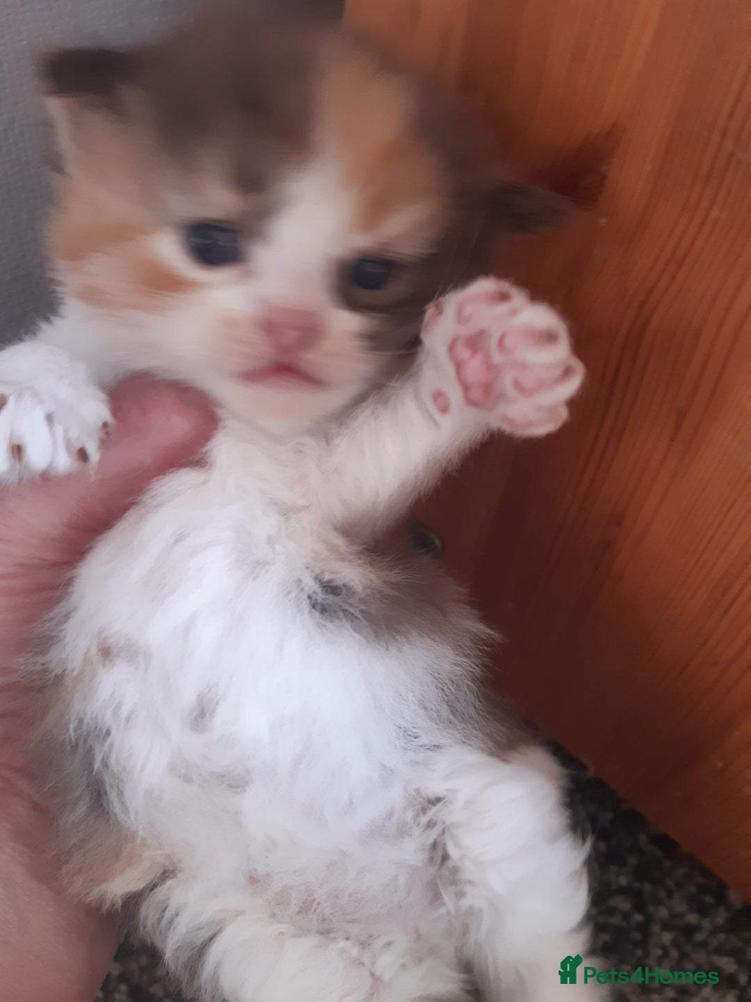 Persian cats for sale: Persian/ragdoll - Image 3