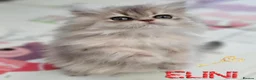 British Longhair cats for sale: 🧚‍♀️✨️ 3 Stunning  Sweet Babies 🐈🍬🐾 - Advert 4