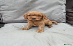 Cavapoo dogs for sale: Beautiful f1b cavapoo puppies  - Image 12