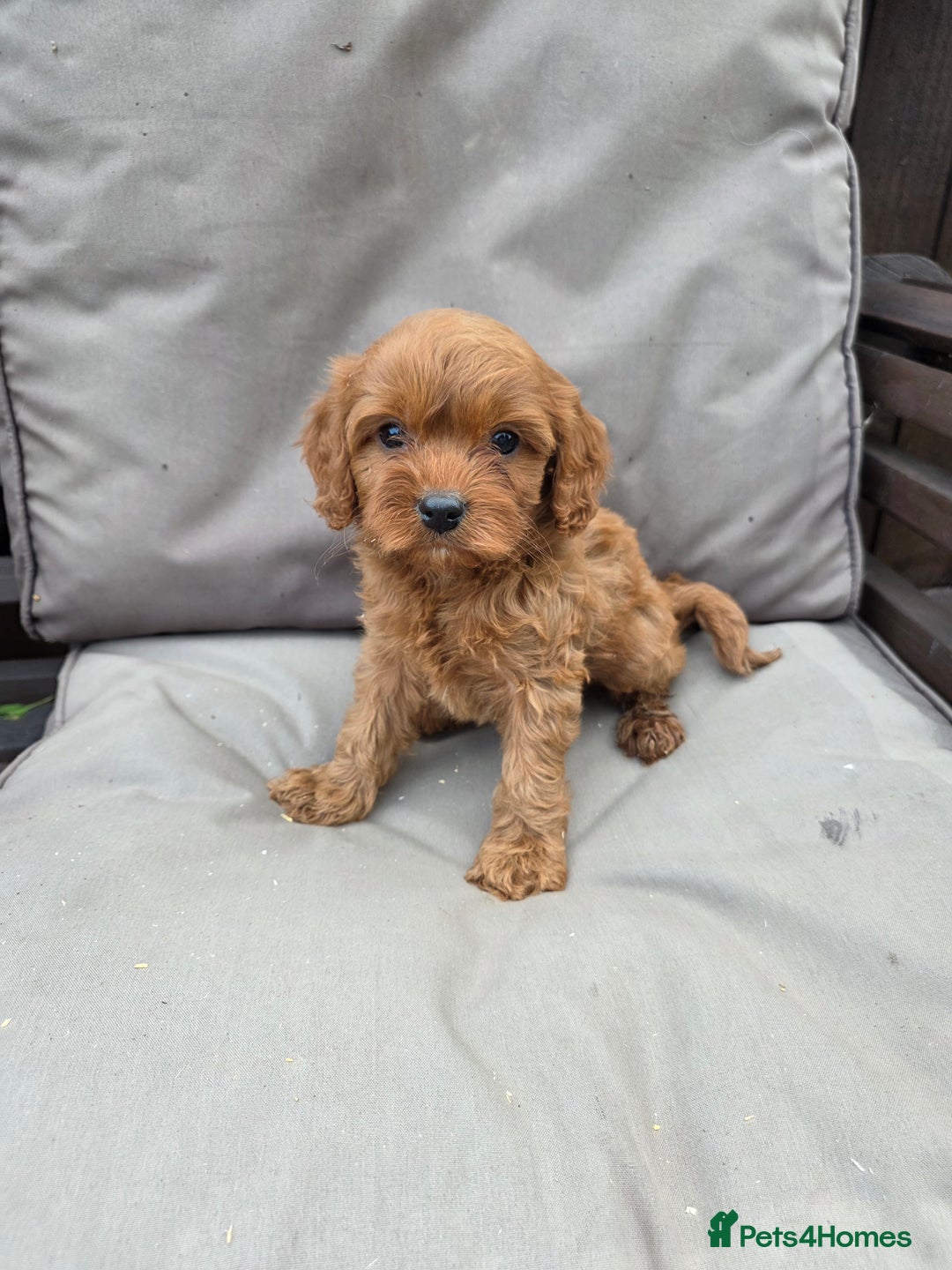 Cavapoo dogs for sale: Beautiful f1b cavapoo puppies  - Image 12