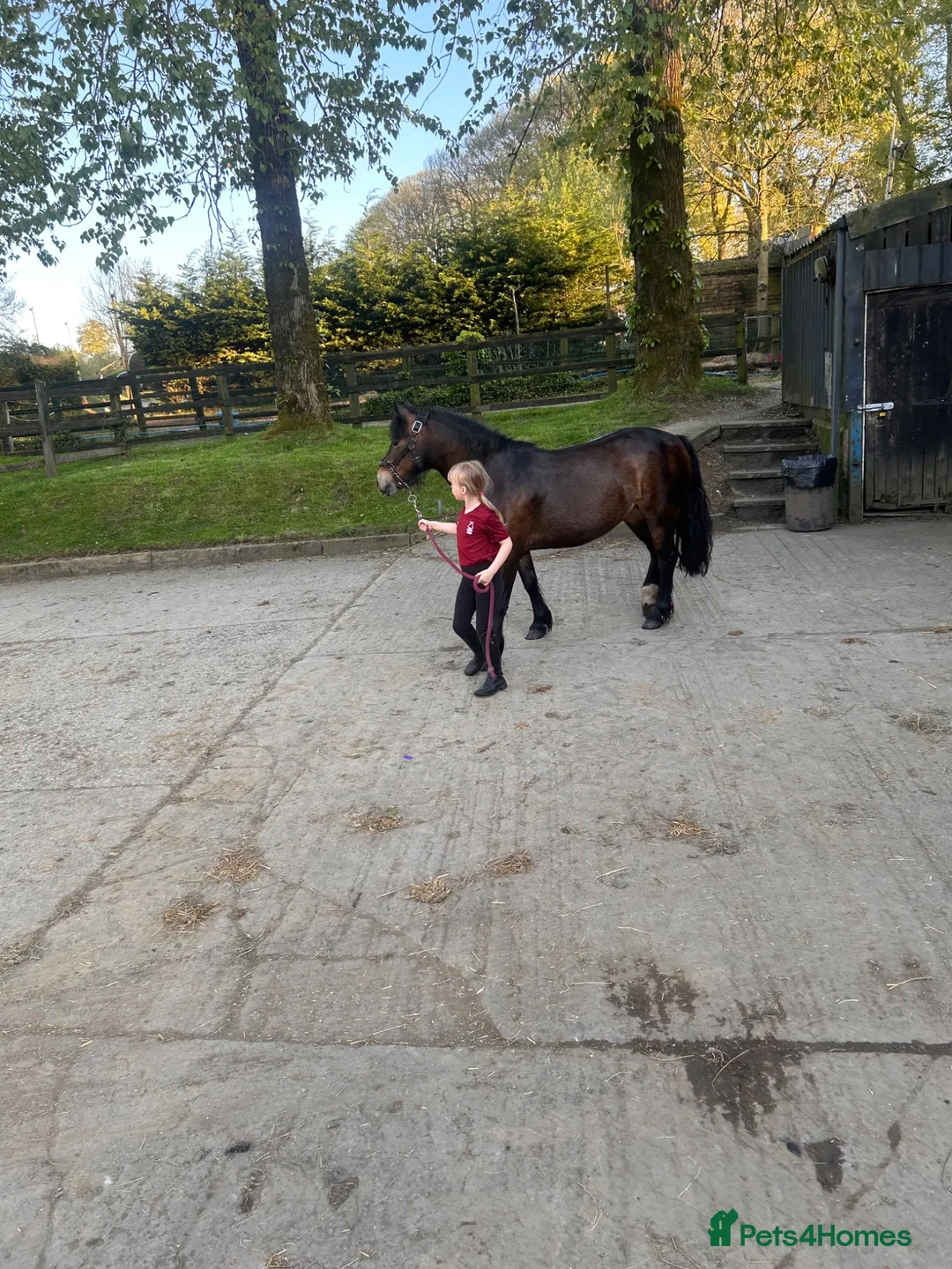 Dartmoor horses for sale: Betty  in Stoke-on-Trent - Advert 2