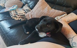 Mixed Breed dogs for sale: Aurora 5 month old German shepard cross - Image 6