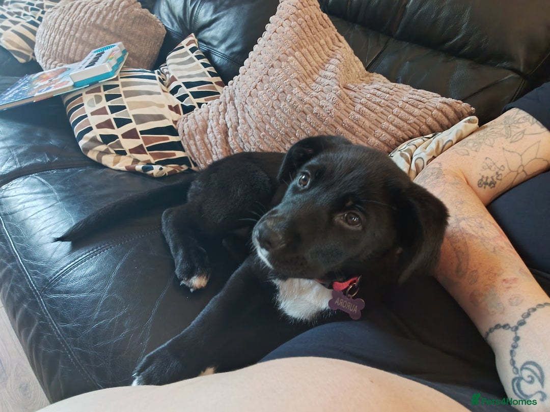 Mixed Breed dogs for sale: Aurora 5 month old German shepard cross - Image 6