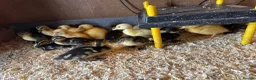 Ducks poultry for sale: Pure breed ducklings in Barnsley - Advert 3