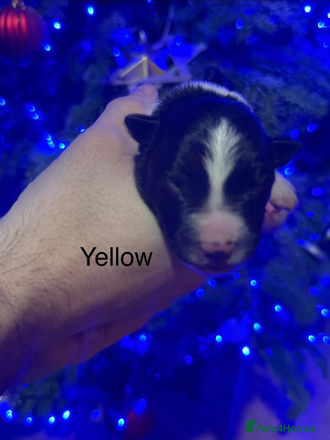 Border Collie dogs for sale: Family Raised Border Collie Pups  - Advert 8