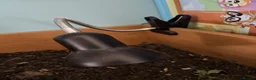 Tortoise reptiles for sale: Horsefield tortoise  - Advert 9
