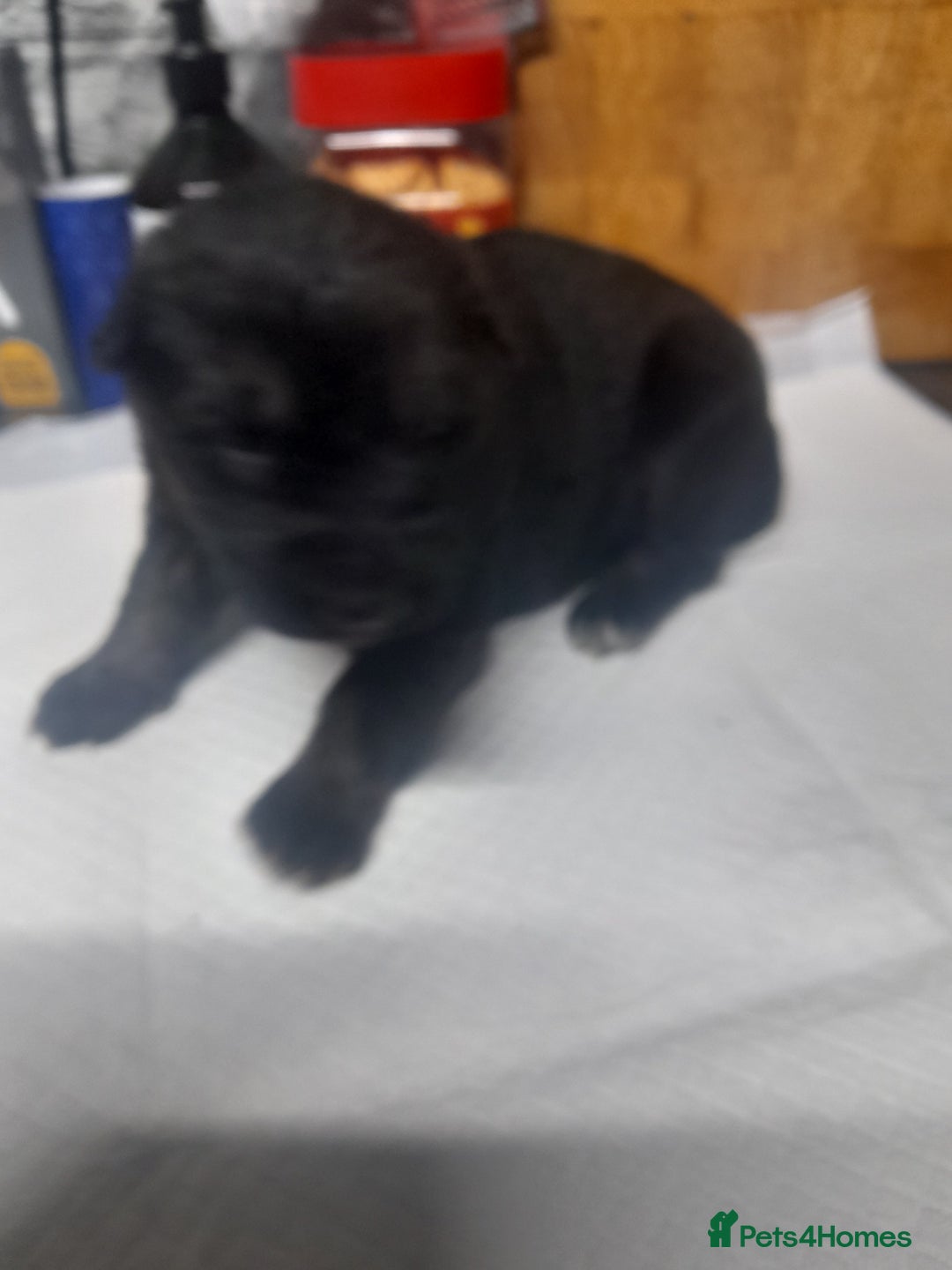 German Shepherd dogs for sale: Stunning German shepherd puppies - Advert 7