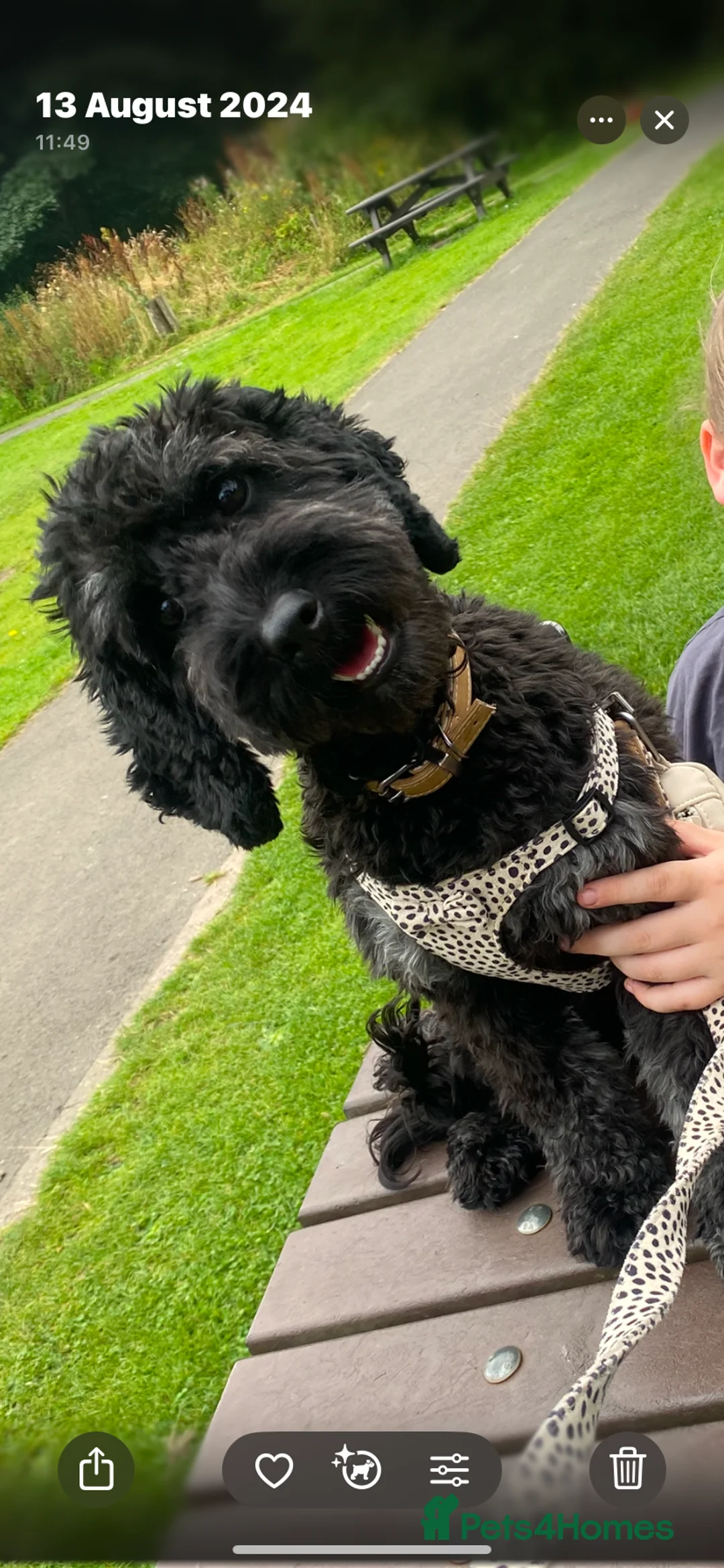 Cockapoo dogs for sale: Cockapoo puppy - Advert 6