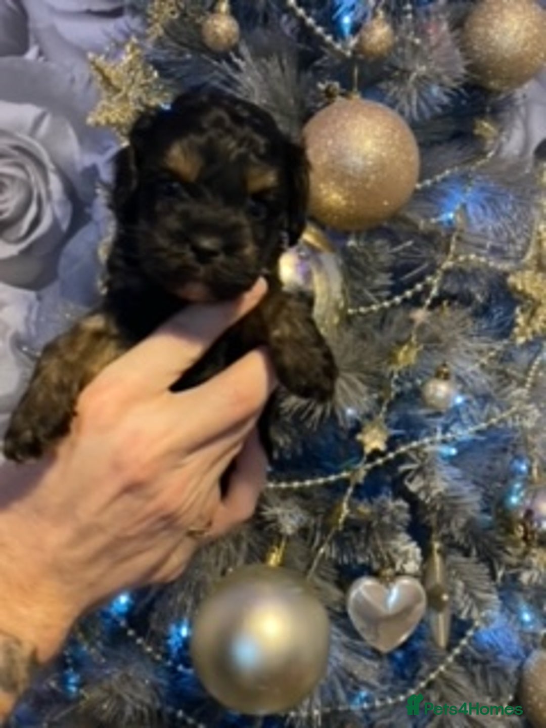 Cavapoo dogs for sale: F1 Cavapoo puppies 1 male 2 females - Advert 5
