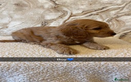 Cockapoo dogs for sale: Cockapoo puppies 🐾  - Image 6