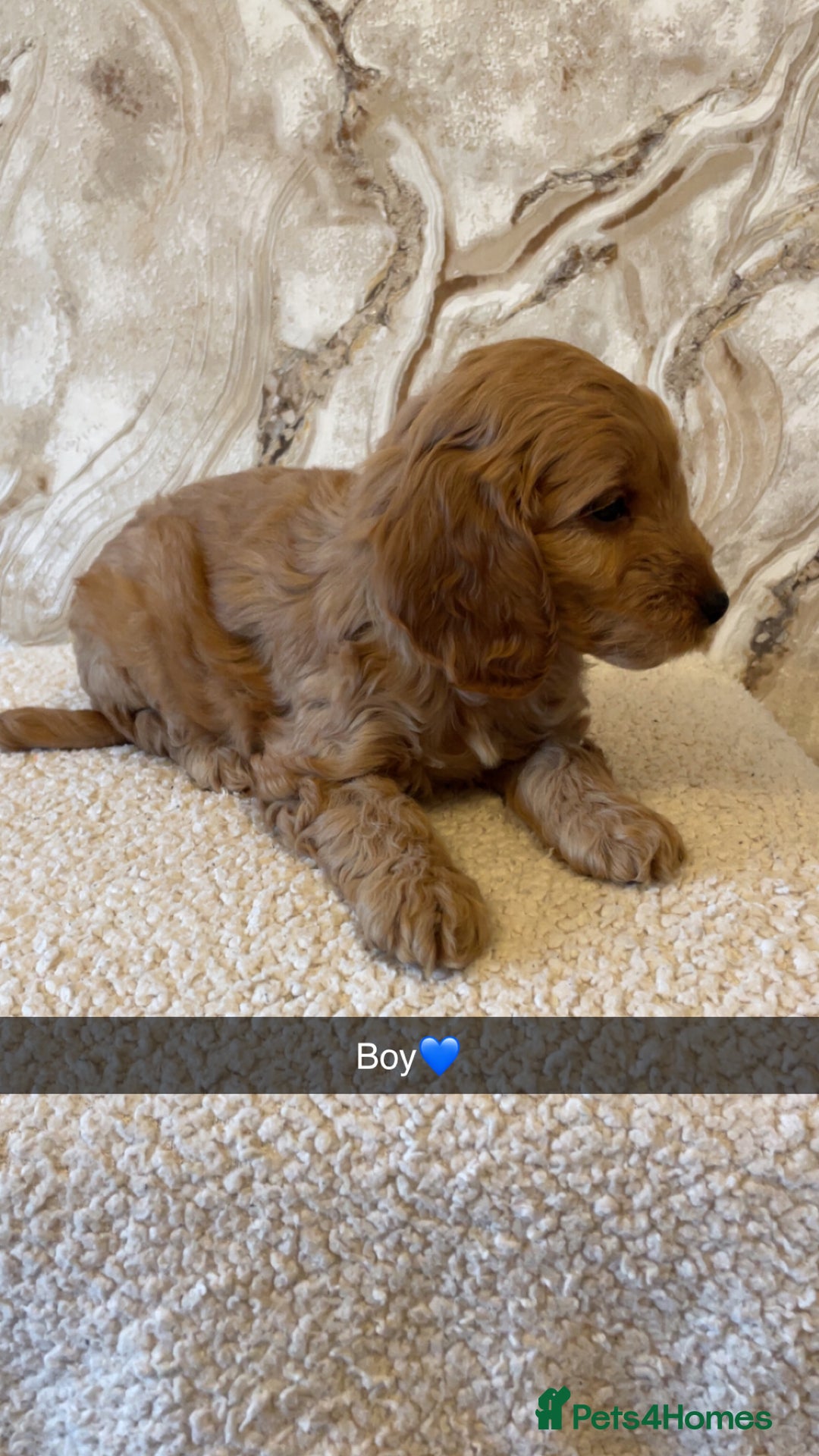 Cockapoo dogs for sale: Cockapoo puppies 🐾  - Image 6