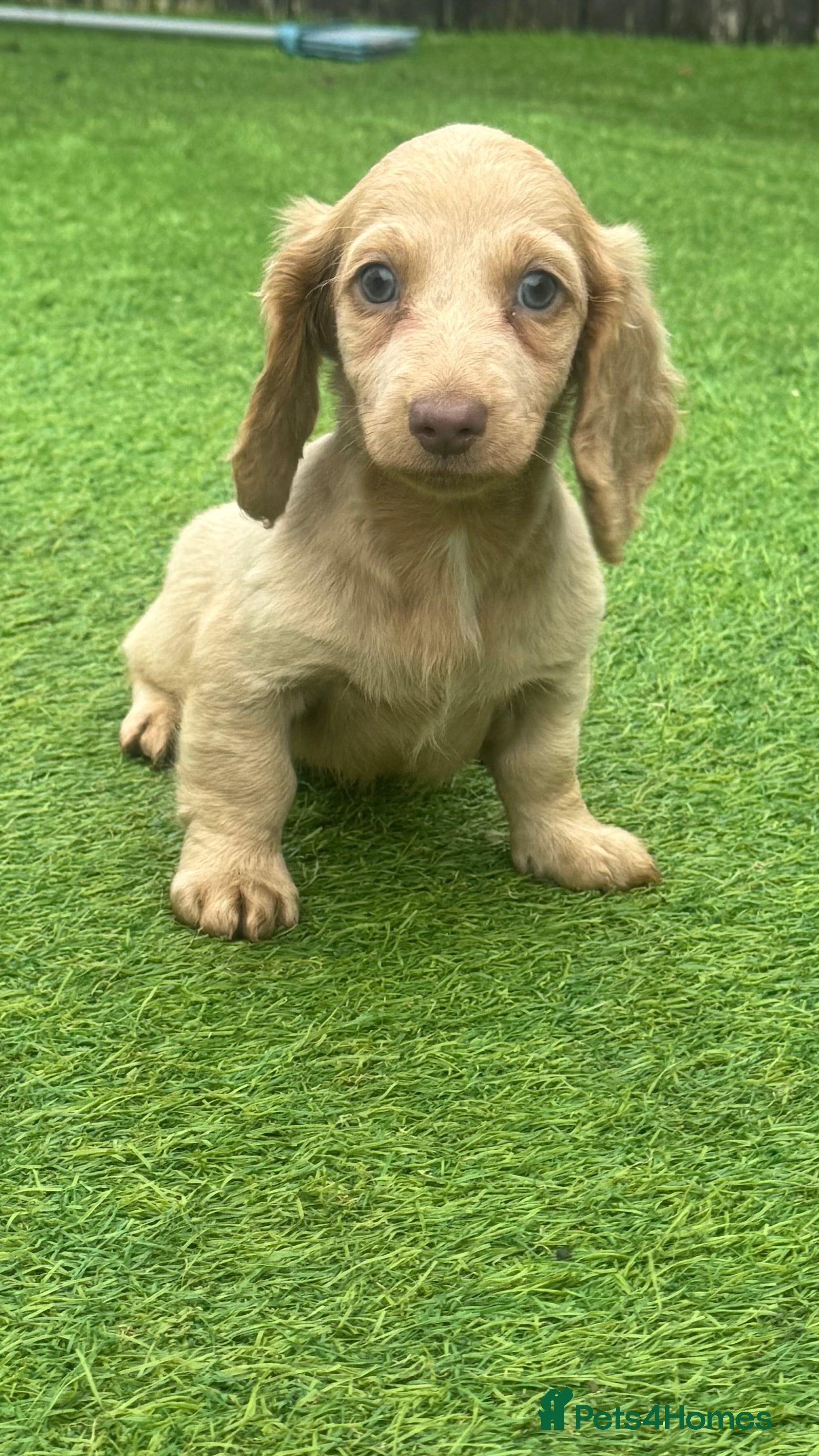 Miniature Dachshund dogs Last red boy ready long hair miniature dachshund - Advert 3