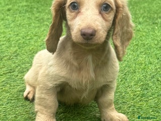 Miniature Dachshund dogs Beautiful long hair miniature dachshunds ready - Advert 2