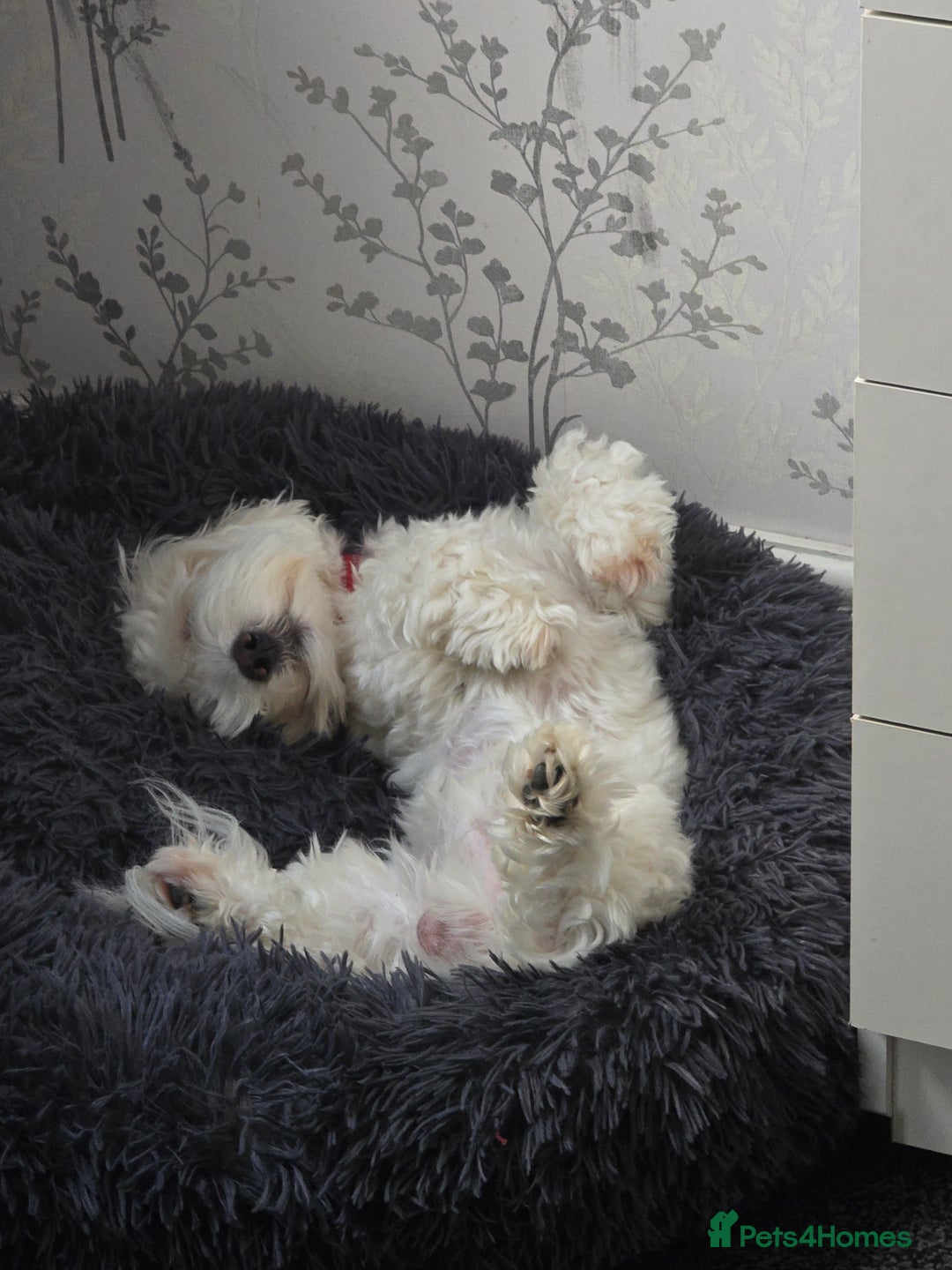 Maltese dogs for stud: Gucci - Advert 4