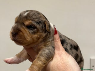 Yorkshire Terrier dogs Stunning family raised puppys - Advert 8