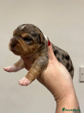 Yorkshire Terrier dogs Stunning family raised puppys - Advert 9