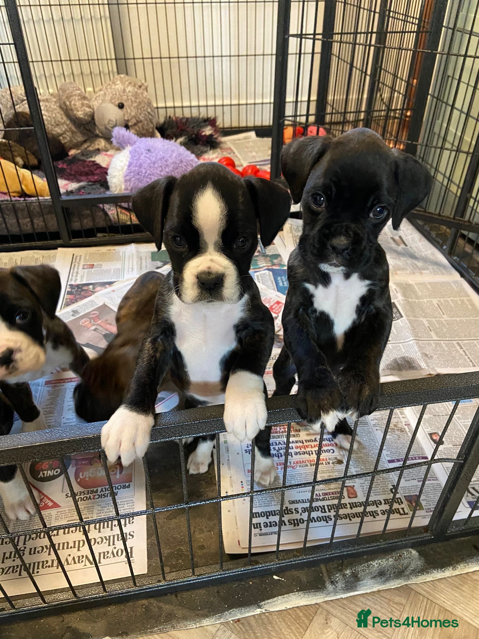 Boxer dogs Boxer puppies - Advert 7