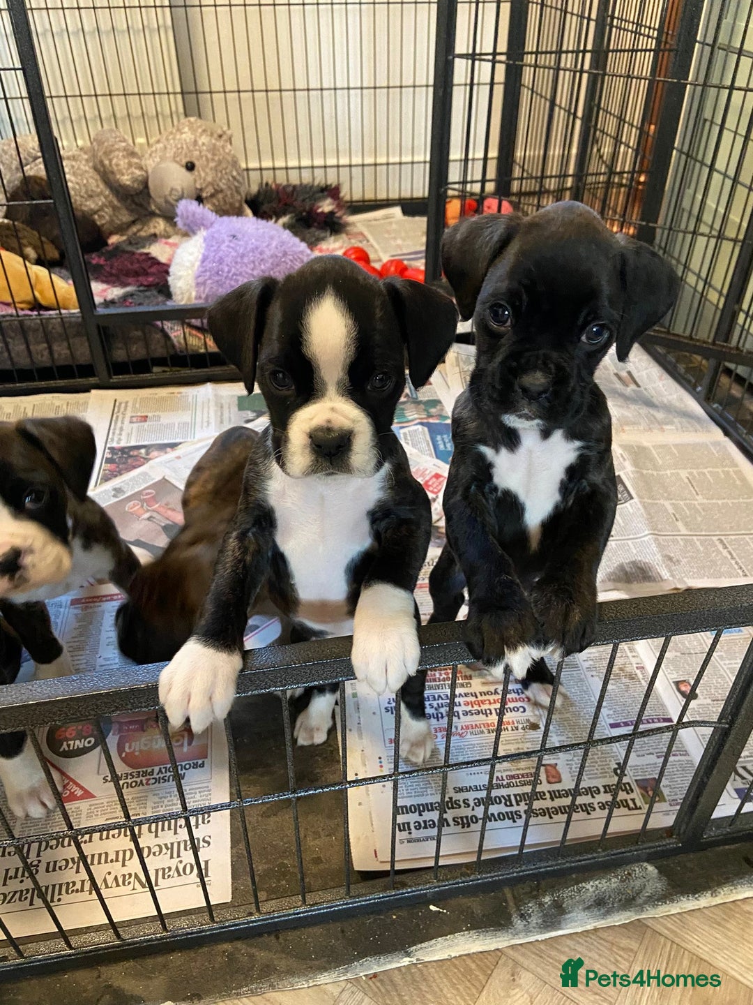 Boxer dogs for sale: Boxer puppies - Advert 1