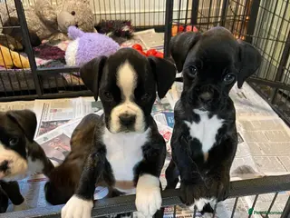 Boxer dogs Boxer puppies - Advert 5