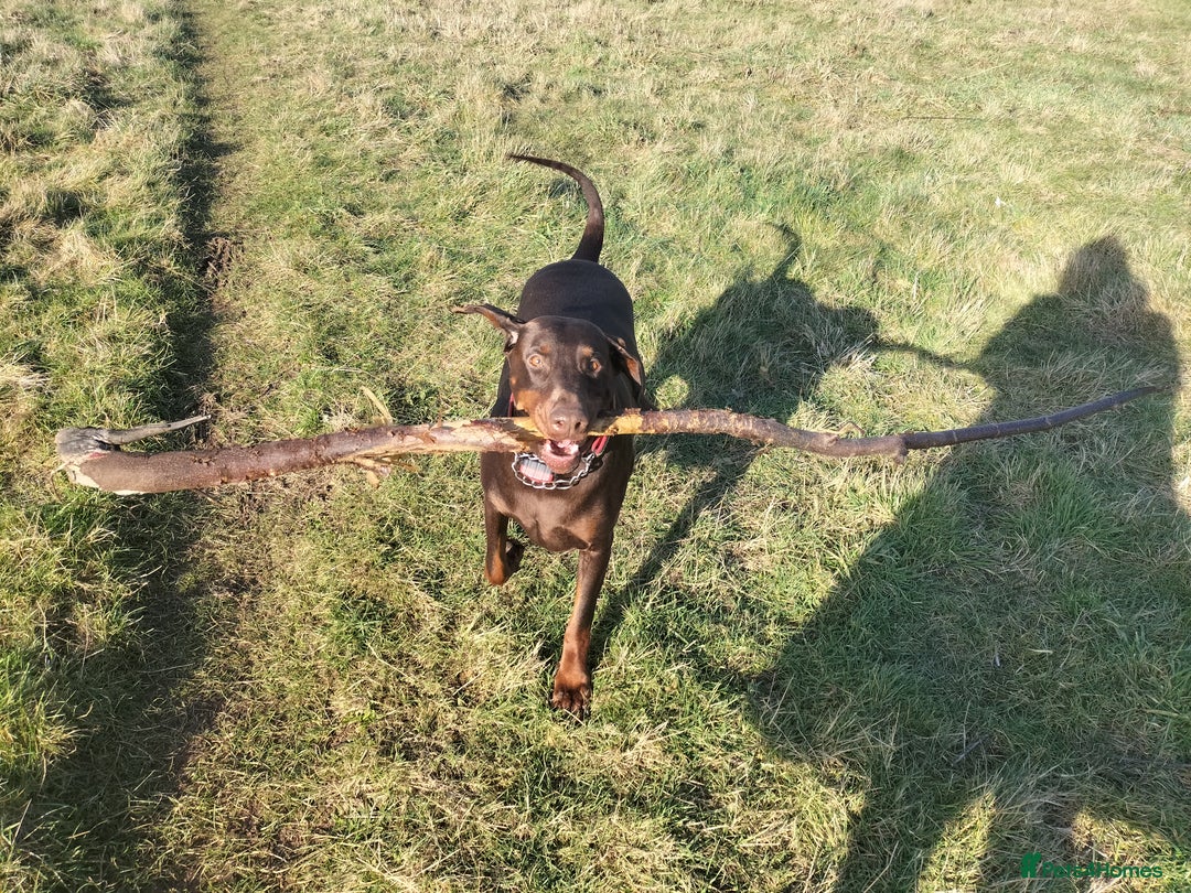 Dobermann dogs for sale: KC Registered Beautiful lady Doberman for rehoming - Advert 5