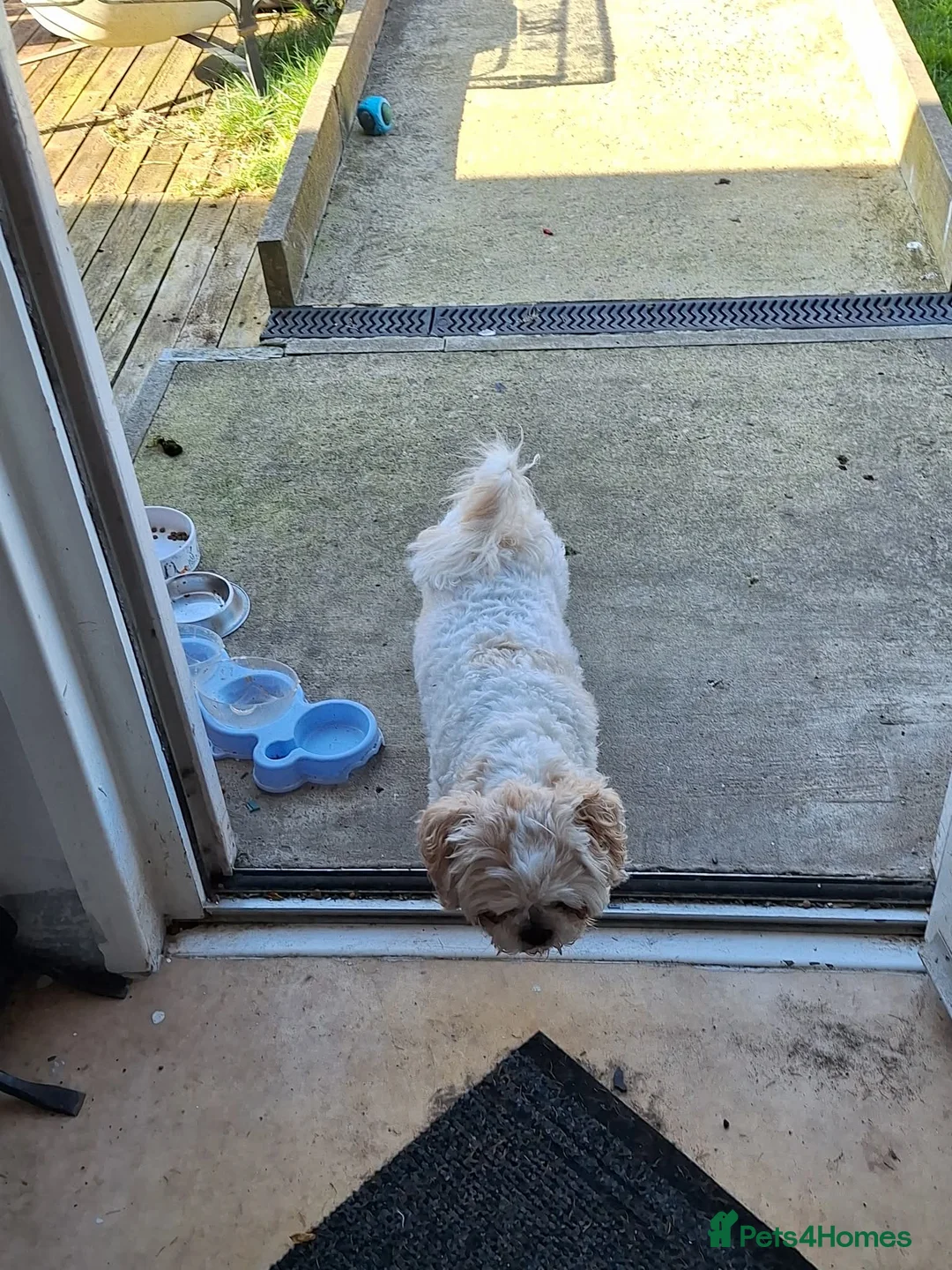 Shih Tzu dogs for sale: Male Shih Tzu - Advert 2