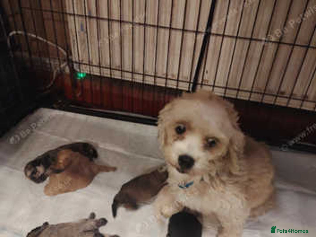 Shihpoo dogs for sale: 2 shihpoo girls looking for there forever homes - Advert 3