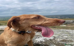 Hungarian Vizsla dogs for sale: 1 Year old Hungarian Viszla - Harlow - Image 1