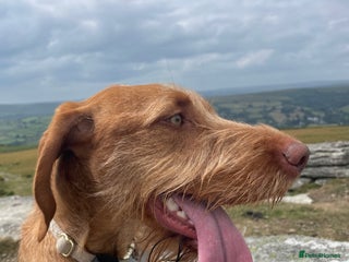 Hungarian Vizsla dogs - Advert 1