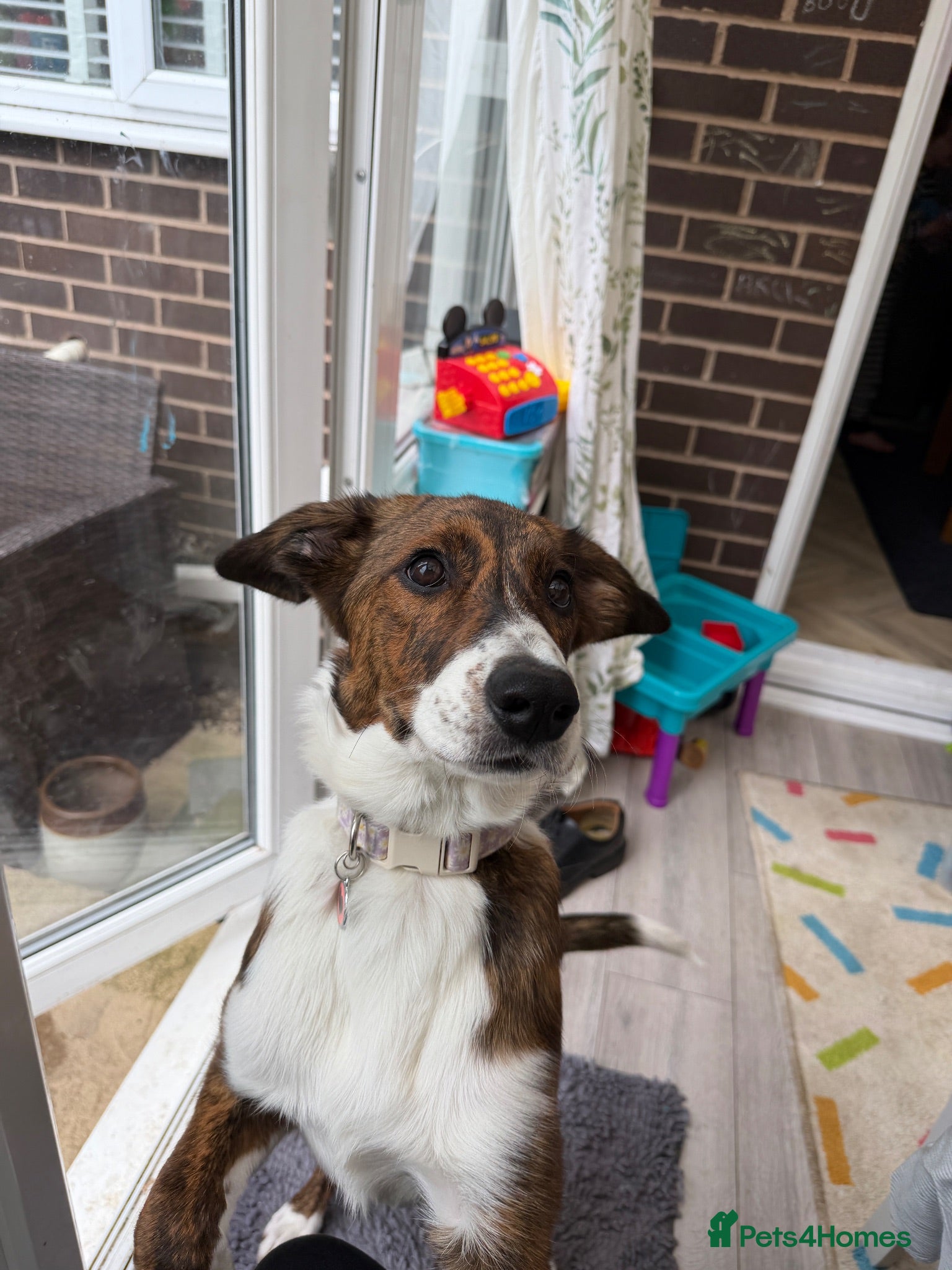 Mixed Breed dogs Greyhound/Collie mix  - Advert 1