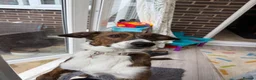 Mixed Breed dogs for sale: Greyhound/Collie mix  in Newport - Advert 4