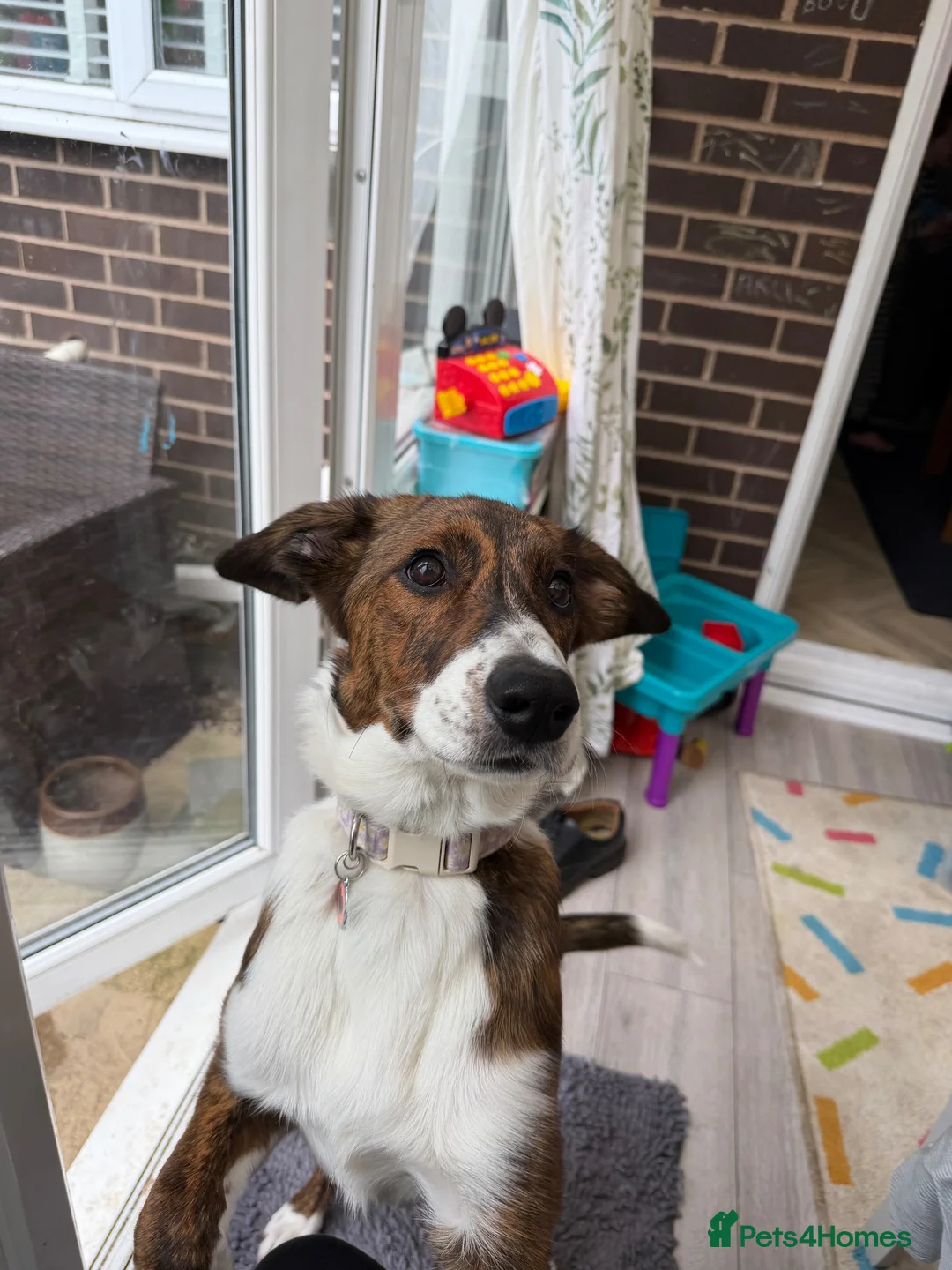 Mixed Breed dogs for sale: Greyhound/Collie mix  in Newport - Advert 4