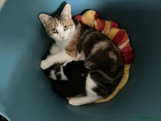 British Shorthair cats Two girls available - Advert 4