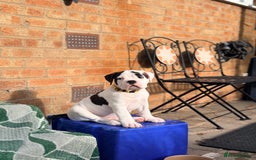 Old Tyme Bulldog dogs for sale: 🩷🩷Old Tyme Bulldog Puppies🩷🩷 - Image 10