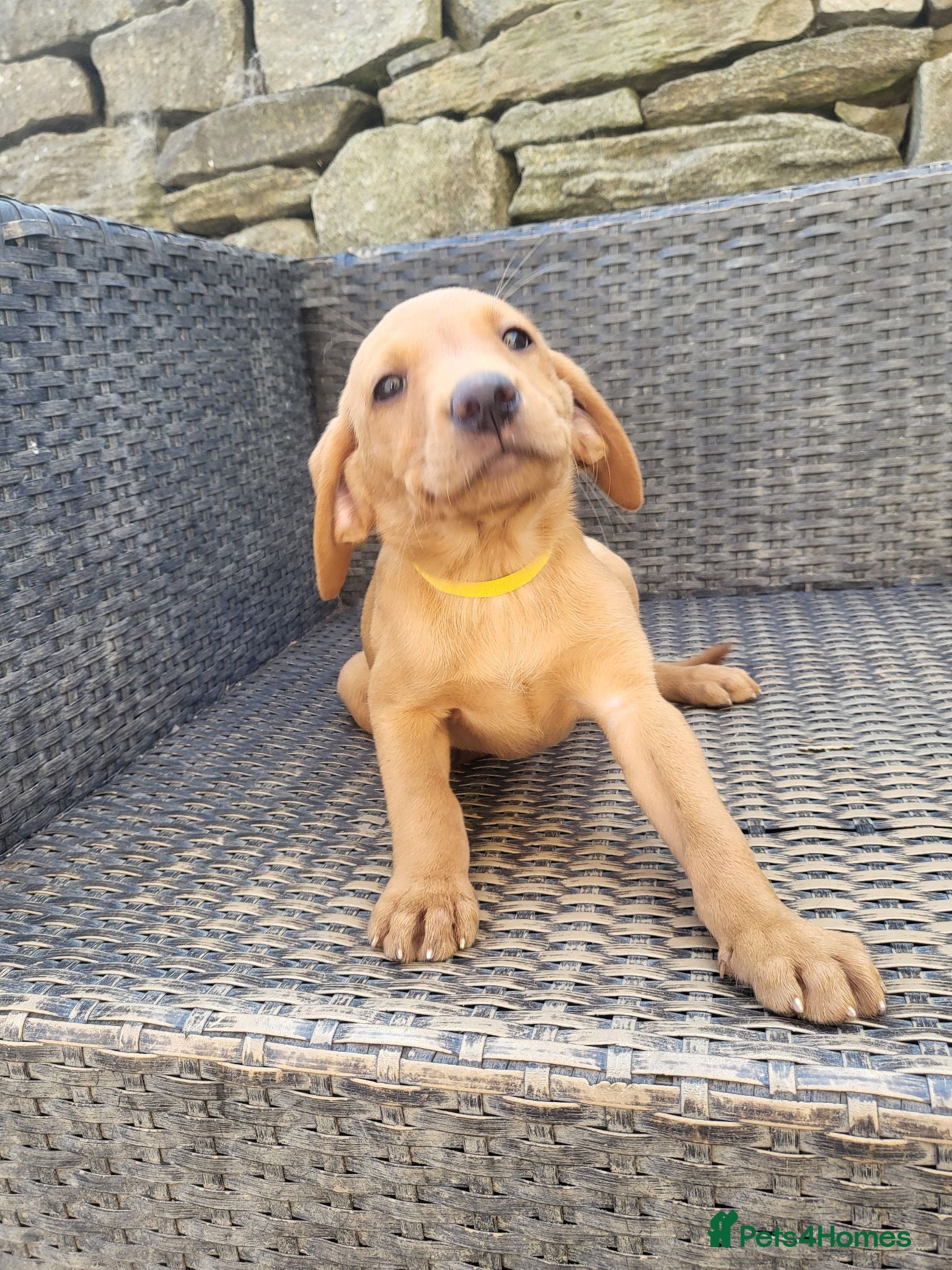 Labrador Retriever dogs Fox Red Labradors - Ready to go NOW KC Reg.  - Advert 2