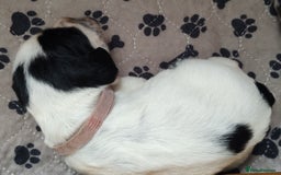 Sprocker dogs for sale: STRIKING SPROCKER SPANIEL PUPPIES  - Image 16