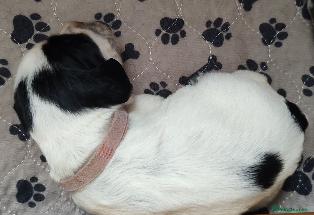 Sprocker dogs for sale: STRIKING SPROCKER SPANIEL PUPPIES  - Image 16