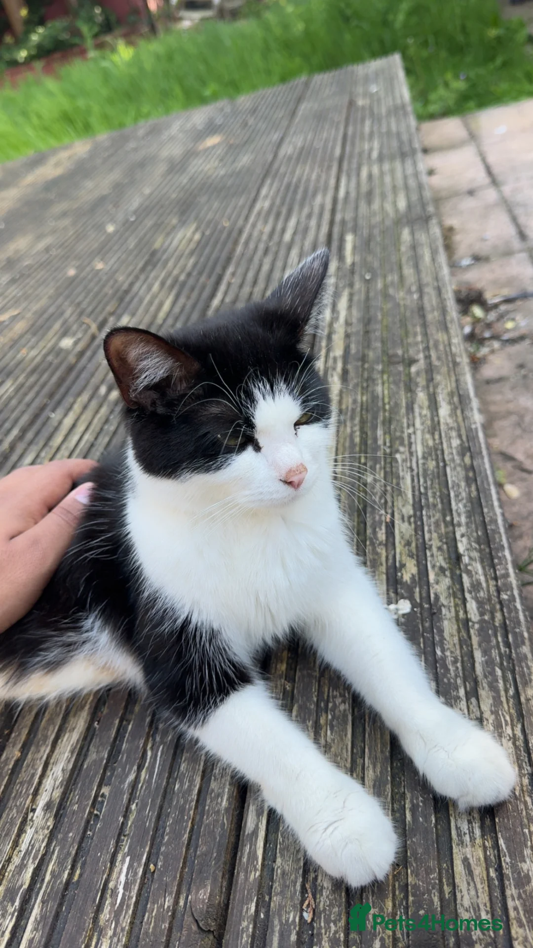 Mixed Breed cats for sale: 2 beautiful Black Kittens ready for a new home - Advert 1